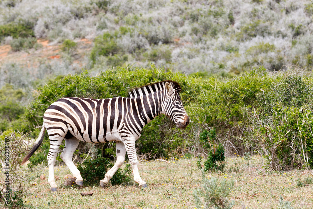 Zebra walking away from the tribe Zebra walking away from the tribe