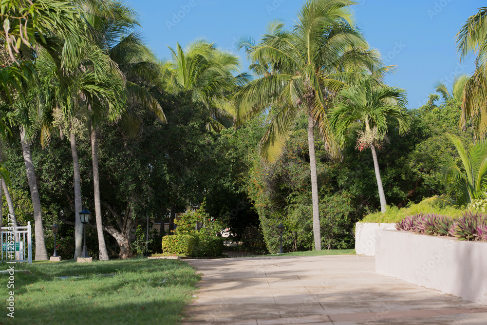 Fototapeta premium Königspalme auf Kuba Varadero