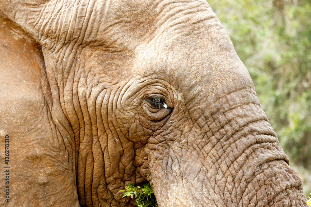 Close up of a Bush Elephant eating Close up of a Bush Elephant eating