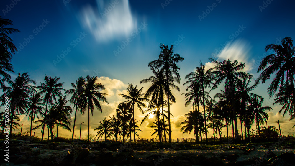 Silhouettes of a coconut tree