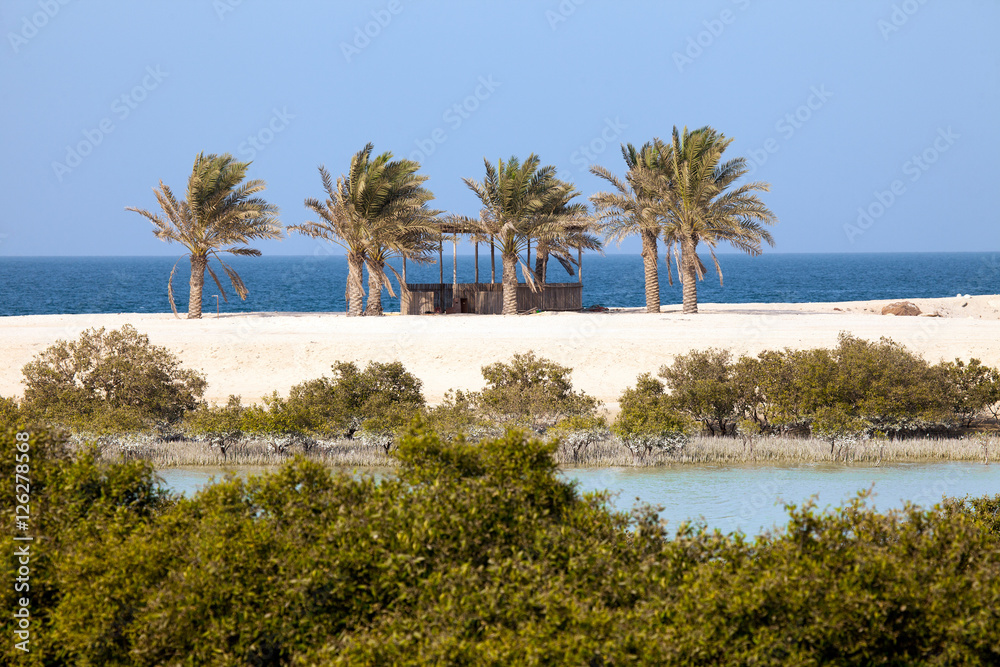 Mangroves and palm trees on Sir Bani Yas island, UAE