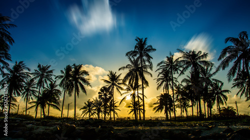 Silhouettes of a coconut tree