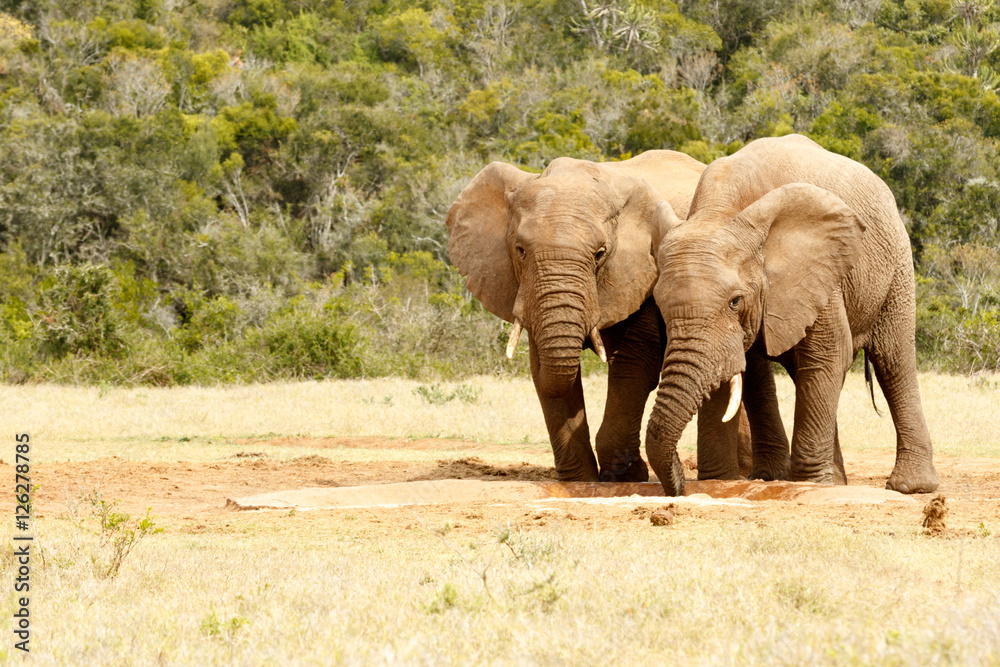 Fototapeta premium Two love birds elephants drinking water
