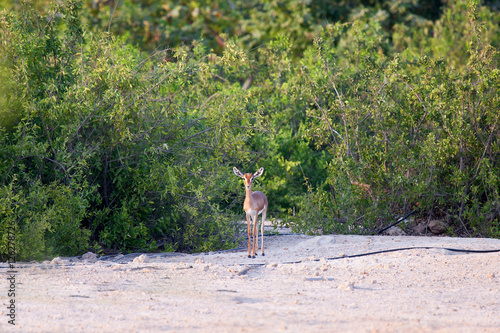 Small gazelle on Sir Bani Yas island, UAE