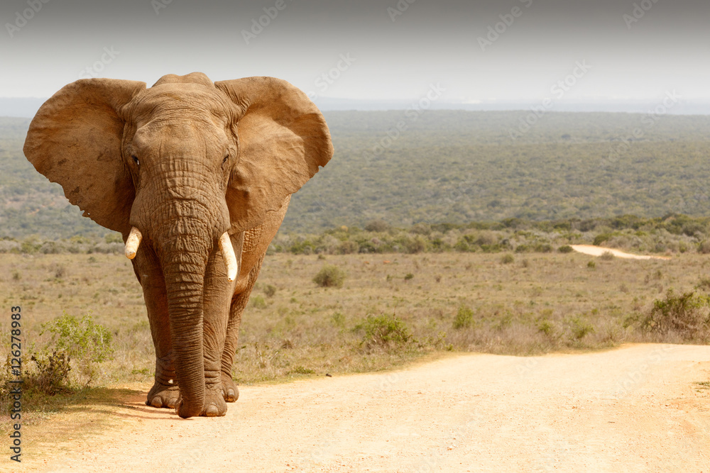 Obraz premium Elephant standing in the dirt road