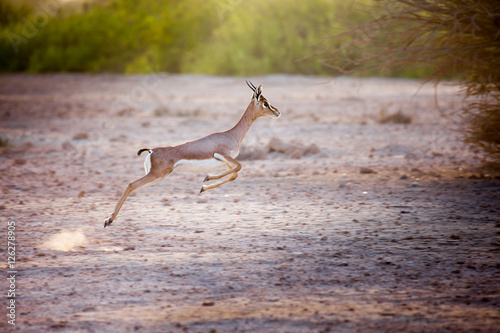 Jumping gazelle on Sir Bani Yas island, UAE photo