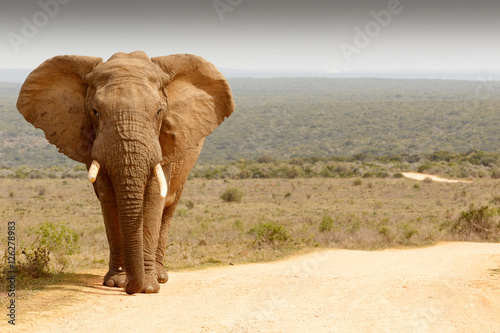 Elephant standing in the dirt road
