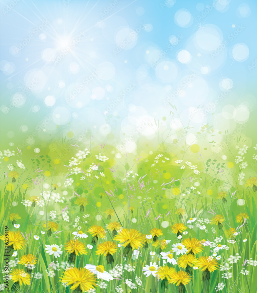 Obraz premium Vector nature background with chamomiles and dandelions.