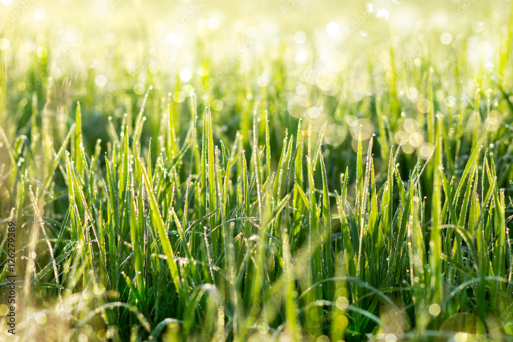 Fresh grass with dew drops in the morning. Fresh grass with dew drops in the morning.