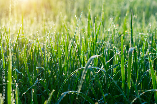 Schilderij op canvas Fresh grass with dew drops in the morning.