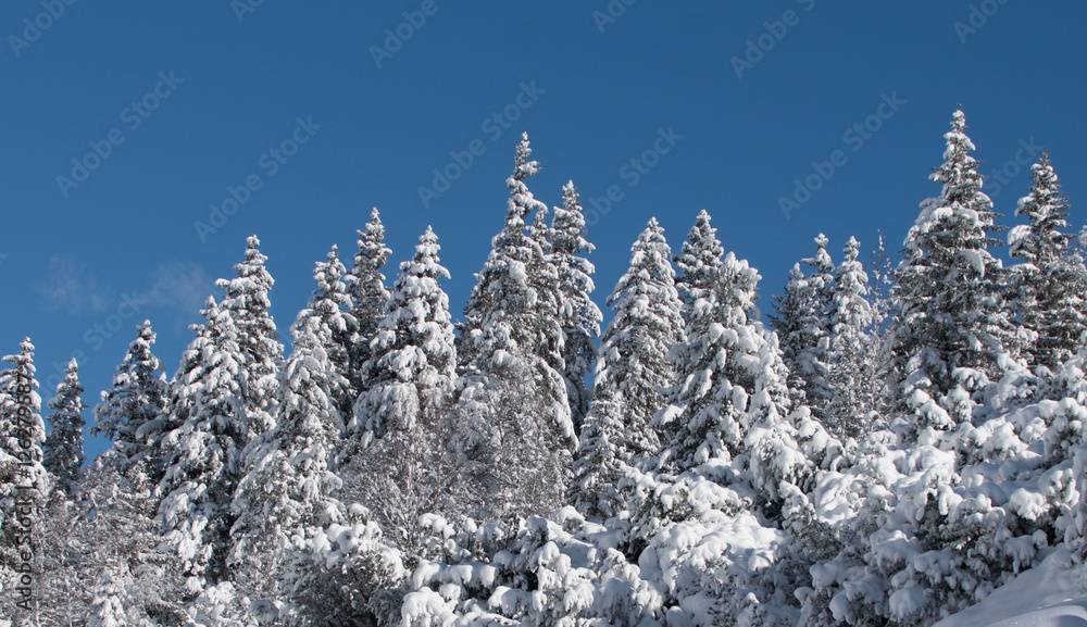 verschneite Nadelbäume