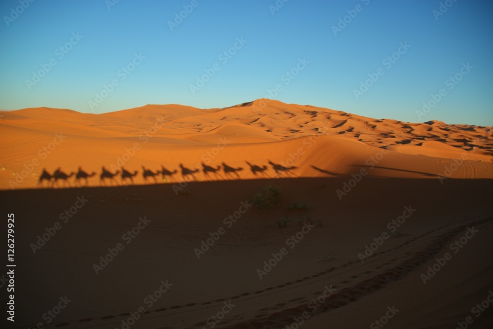 Camels in sahara desert