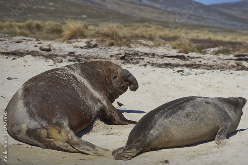 Male Southern Elephant Seal (Mirounga leonina) accosting a female on the coast of Carcass Island in the Falkland Islands.