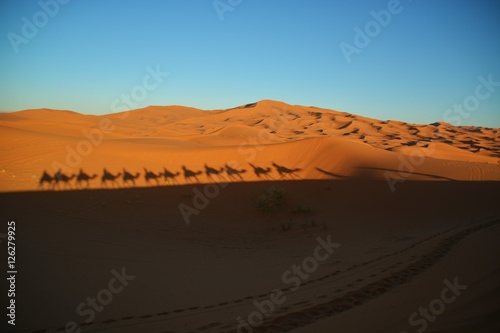Camels in sahara desert