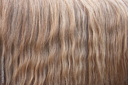 Wavy hair mane horse. Texture, background