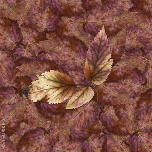 seamless background pattern texture of stone berry leaves  set 1