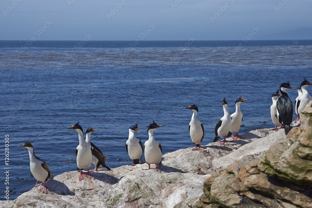 Group of Imperial Shag (Phalacrocorax atriceps albiventer) on a rock ledge on the coast of Carcass Island in the Falkland Islands