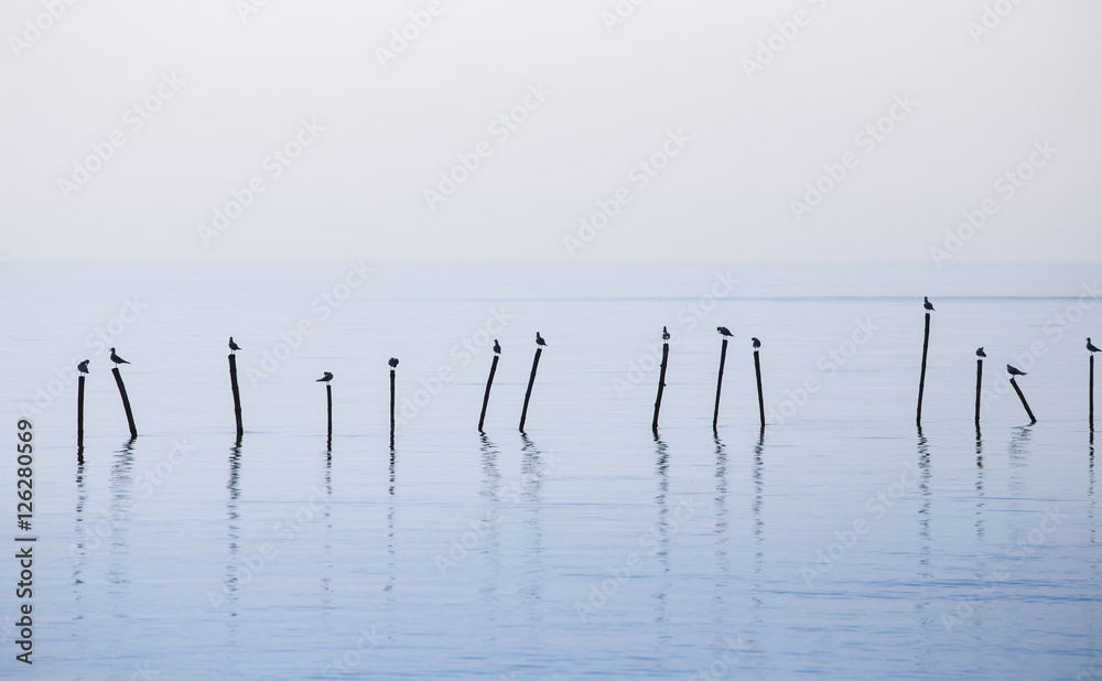Soft scene of seagulls standing on top of sticks Soft scene of seagulls standing on top of sticks