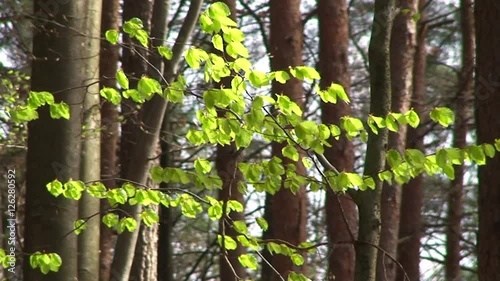 Starker Wind bewegt nicht nur Blätter, sondern sogar die dicken Bäume im Wald photo