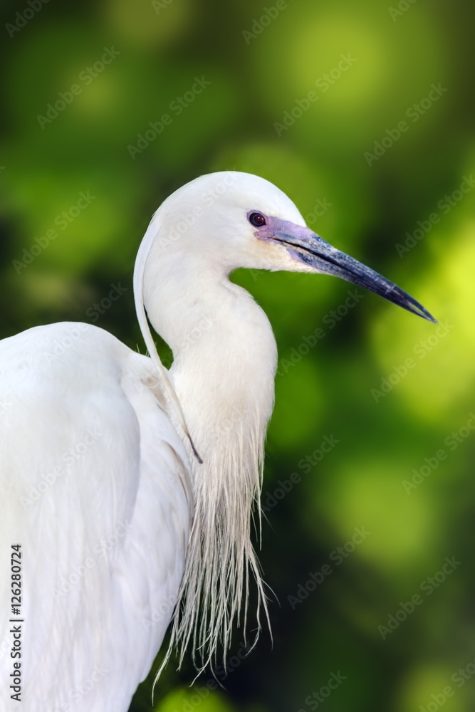 Fototapeta premium Potrait of the Great egret (Ardea alba)