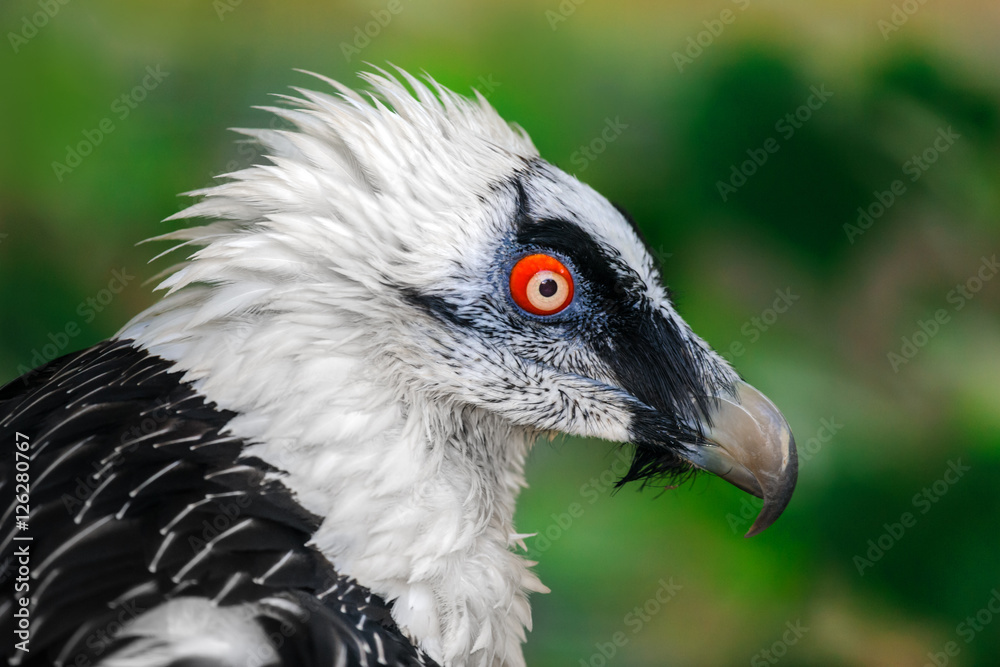 Fototapeta premium Portrait of a beard vulture (Cypaetus barbatus aureus)