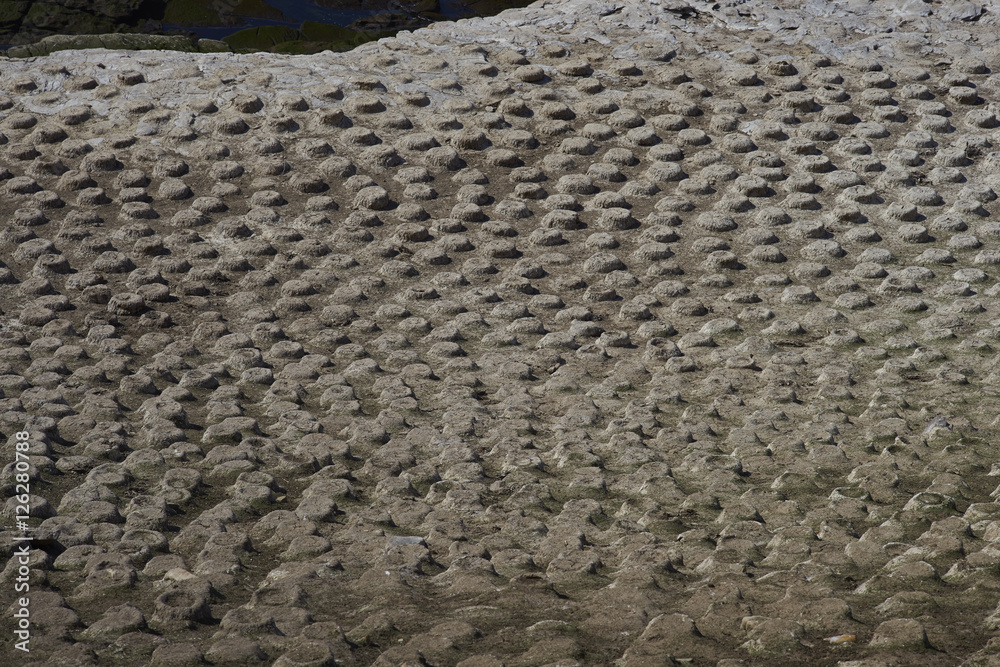 Fototapeta premium Empty nest site of Imperial Shag (Phalacrocorax atriceps albiventer) waiting for the start of the breeding season on the coast of Carcass Island in the Falkland Islands. 