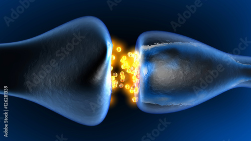 Neurotransmission in the Synapse	