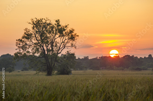 silhouette tree in rice field at sunset photo