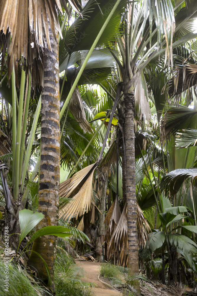 Foto Stock Coco de mer, coco fesse, Lodoicea maldivica, Réserve naturelle,  Vallée de Mai, atrimoine mondial de l'humanité, Ile de Praslin, Iles  Seychelles | Adobe Stock