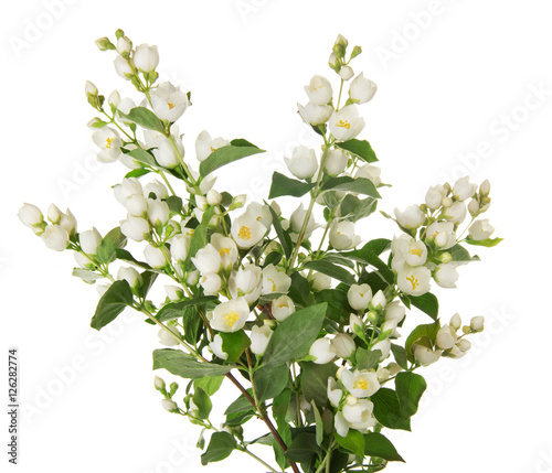Wonderful bouquet from the jasmine branches, isolated on white.