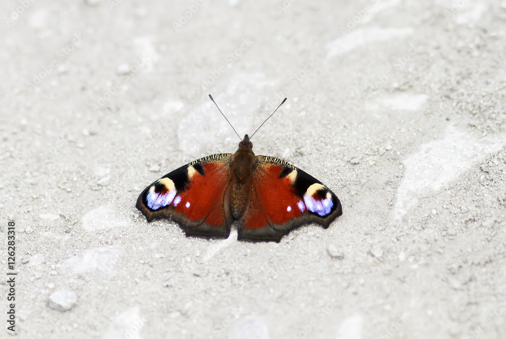 a beautiful butterfly of peacock eye sitting on the road to spread its wings a beautiful butterfly of peacock eye sitting on the road to spread its wings