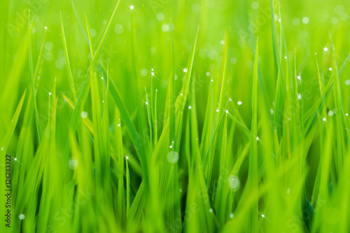 rice plant in rice field