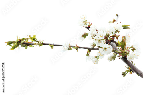 Blooming tree with the white flowers, outdoors