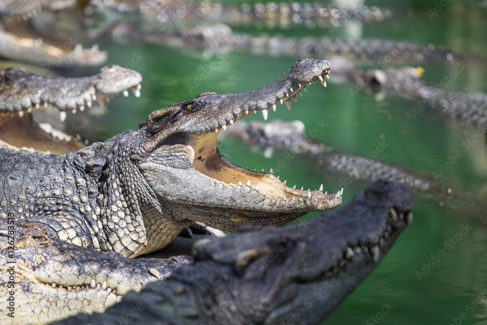 Obraz premium Crocodiles with its mouth open. Added lomography vintage fliter.