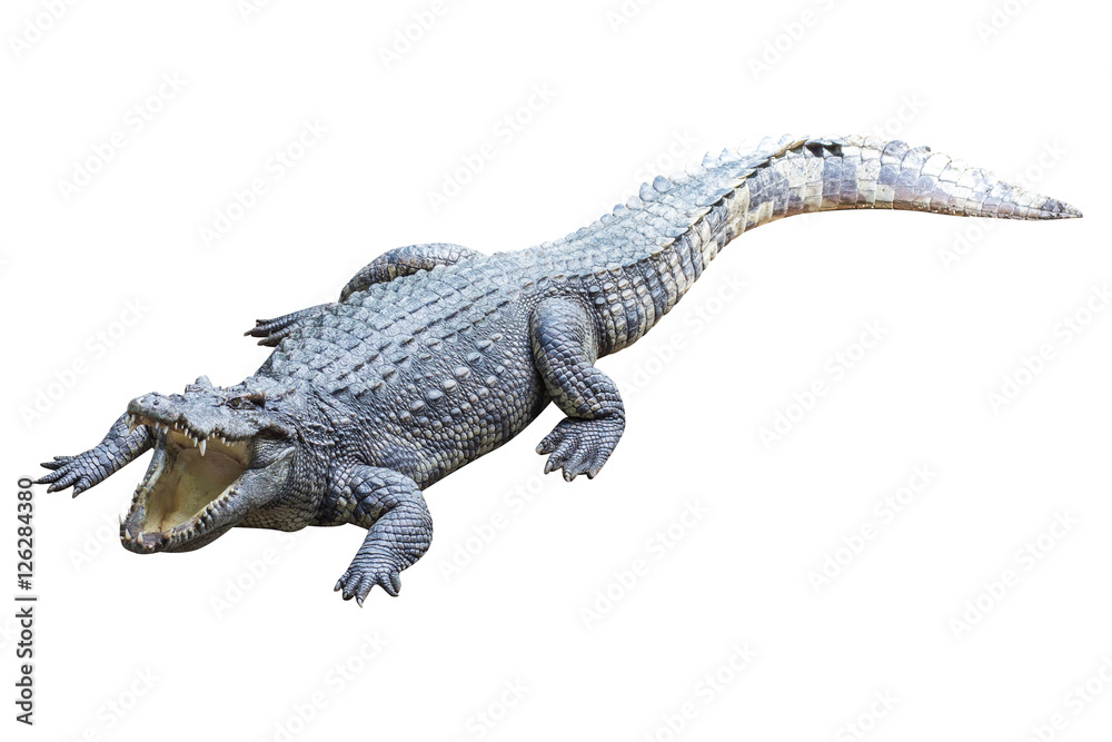 Fototapeta premium Crocodile isolated on white background.