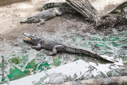 Crocodile in zoo