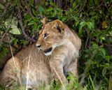 Cute lion cub hiding under foliage looking left in Kenya's Masai Mara National Park