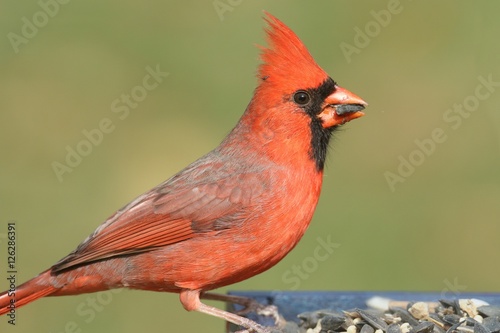 Male Cardinal On A Feeder