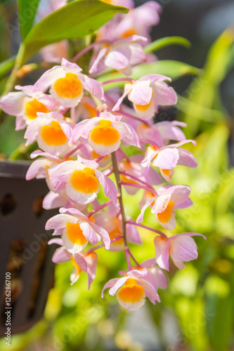 Pink Dendrobium thyrsiflorum orchids photo