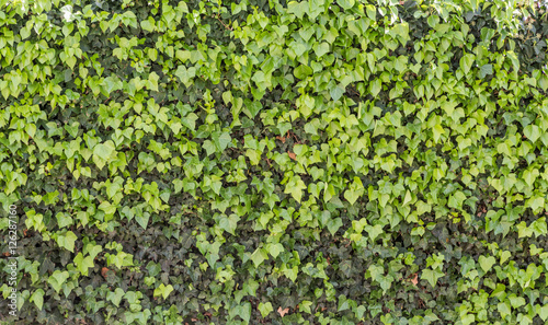 Green ivy isolated on a white wall