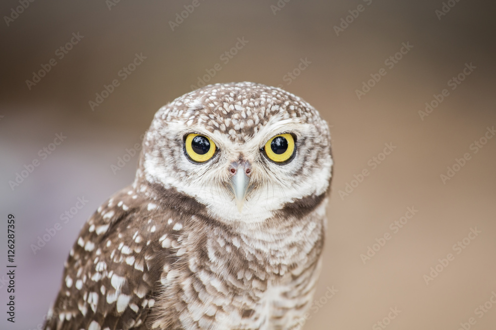Closeup little owl on a pole