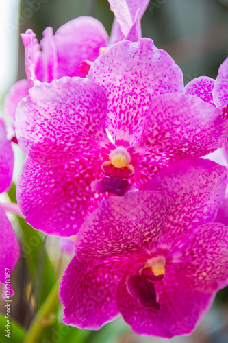 Pink Vanda orchid.