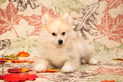 Autumn Pomsky Puppy