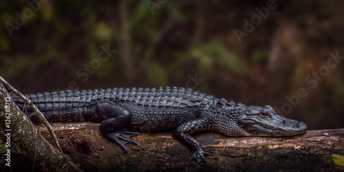 Florida swamp alligator