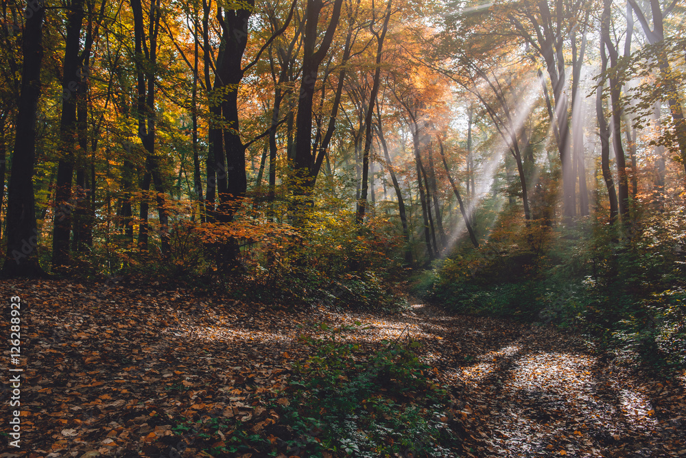 Morning fog in the forest