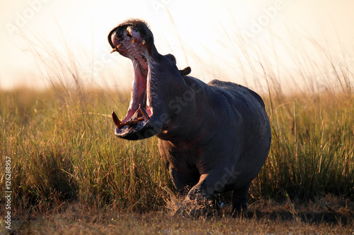 The common hippopotamus (Hippopotamus amphibius), or hippo aggressive with its mouth open