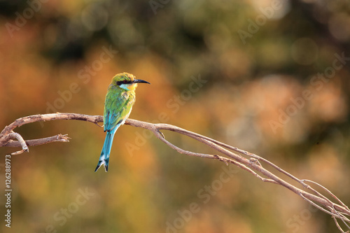 The swallow-tailed bee-eater (Merops hirundineus) sitting on the branch with colored background photo