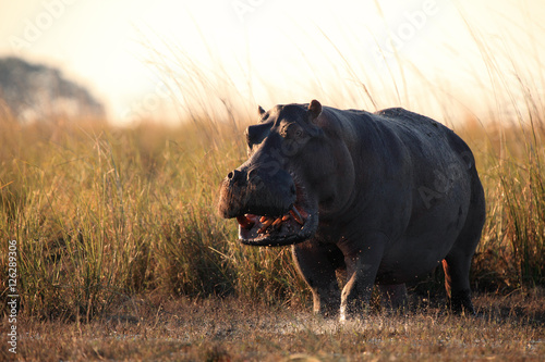 The common hippopotamus (Hippopotamus amphibius)