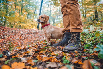 Man hiking in autumn forest with dog