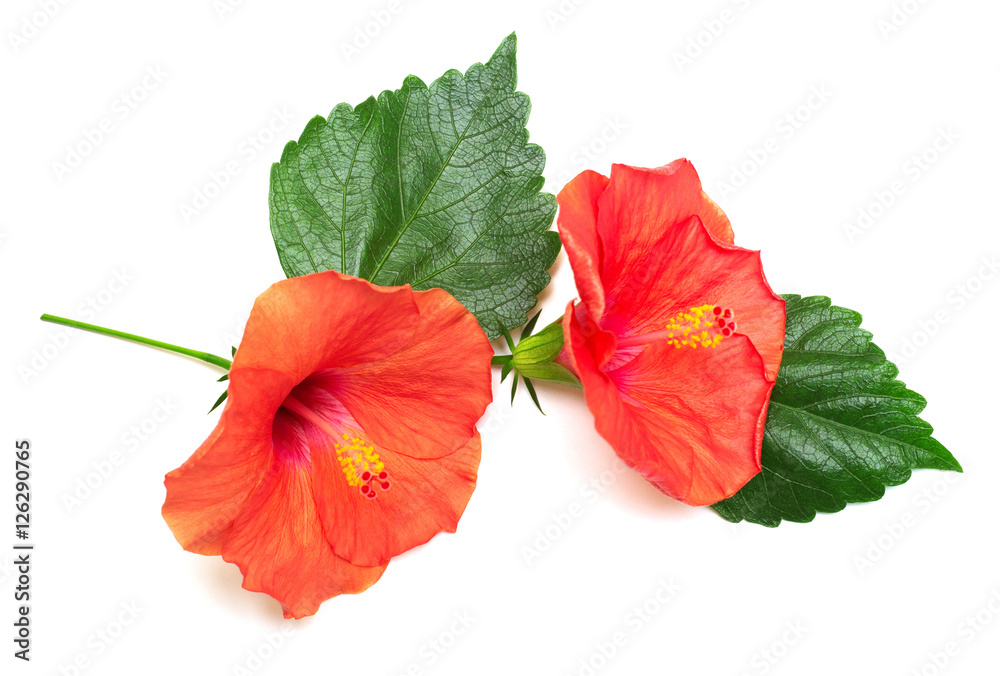 Two hibiscus flower with leafs isolated on white background.